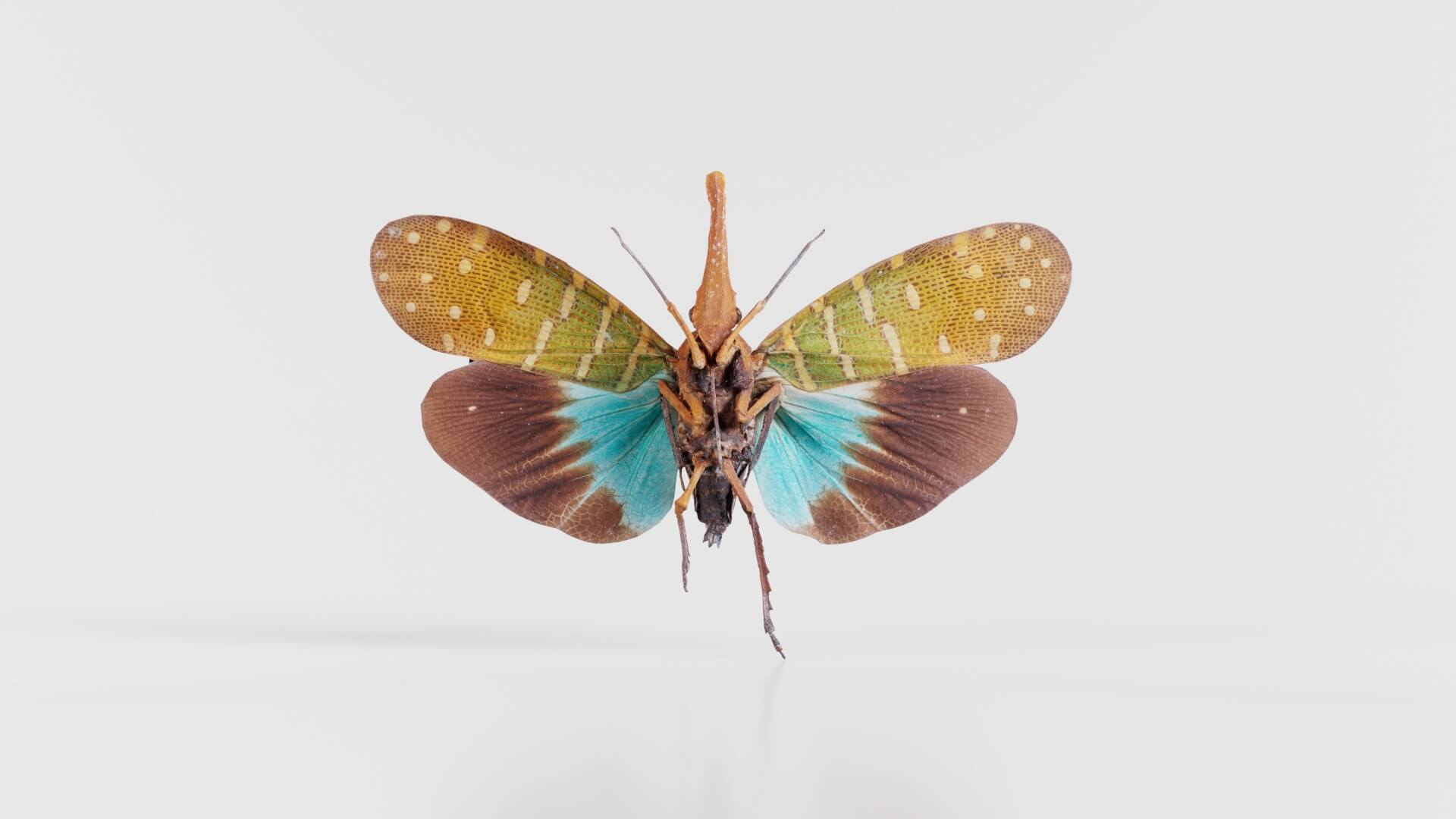 Pyrops Pyrorgyncha Borneo - 3D Model by Polygonal Miniatures