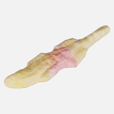 Salamander