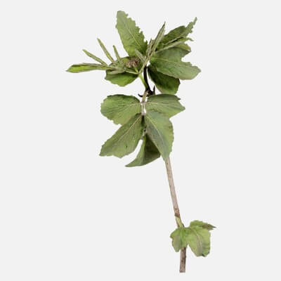 Sambucus Racemosa Red Elderberry Viburnaceae Sprout 4