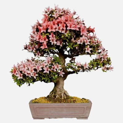 satsuki-azalea-large-red-pink-