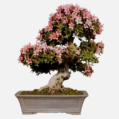 Satsuki Azalea Large Tilted Red Rhododendron Indicum Bonsai Tree