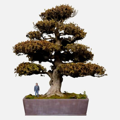 Satsuki Kinsai 2 Bonsai Tree - 3D Model by Polygonal Miniatures