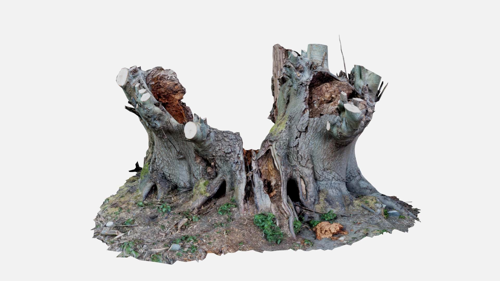 Sawed Off Tree Stump - 3D Model by Polygonal Miniatures