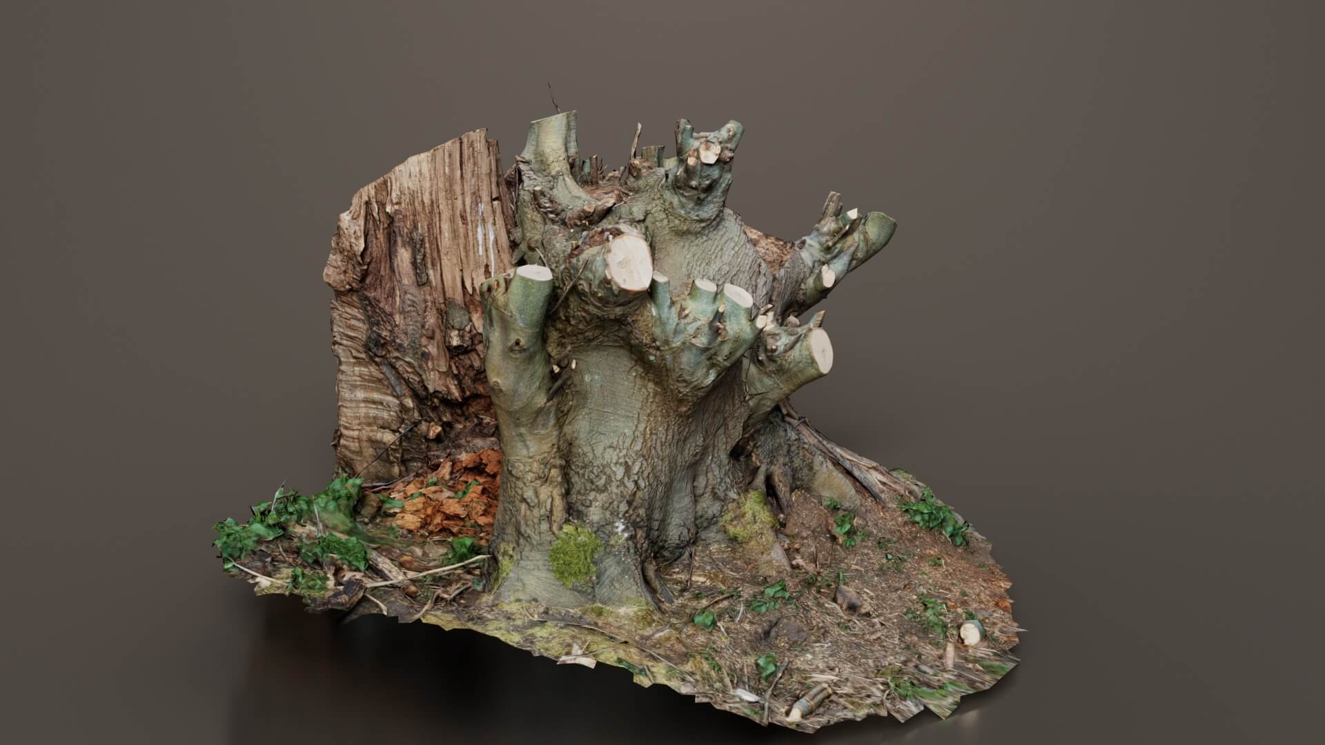 Sawed Off Tree Stump - 3D Model by Polygonal Miniatures