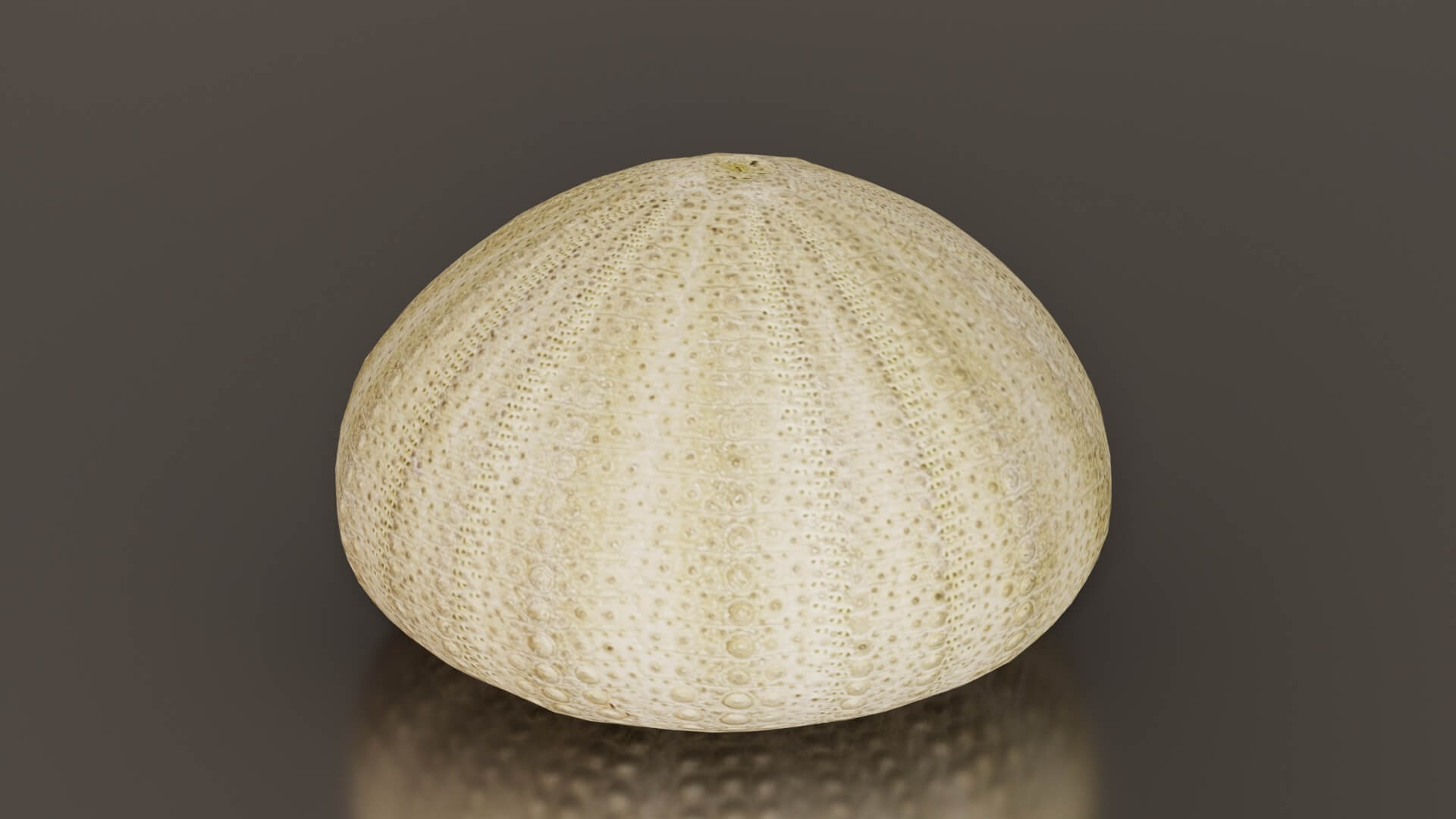 Shell Green - 3D Model by Polygonal Miniatures