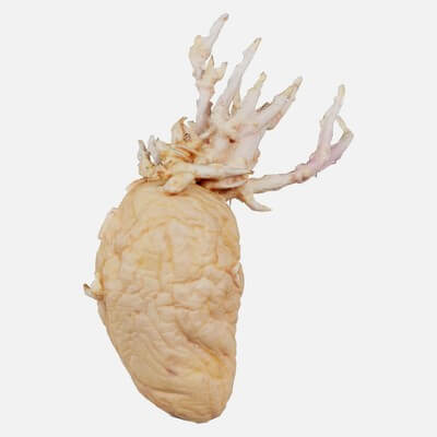 Shriveled Potato 4