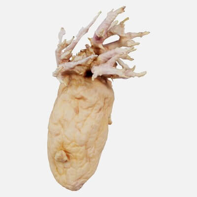 Shriveled Potato 6