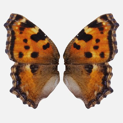 Small Tortoiseshell Aglais Urticae 3