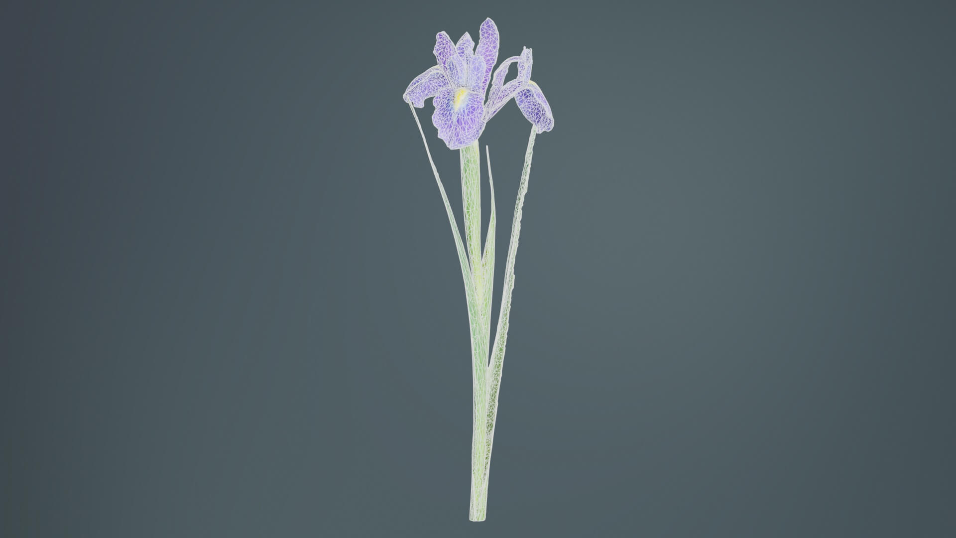 Spanish Iris Small Bulbous Rooted Iris Iris Xiphium - 3D Model by ...