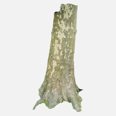 Spotty Tree Bark