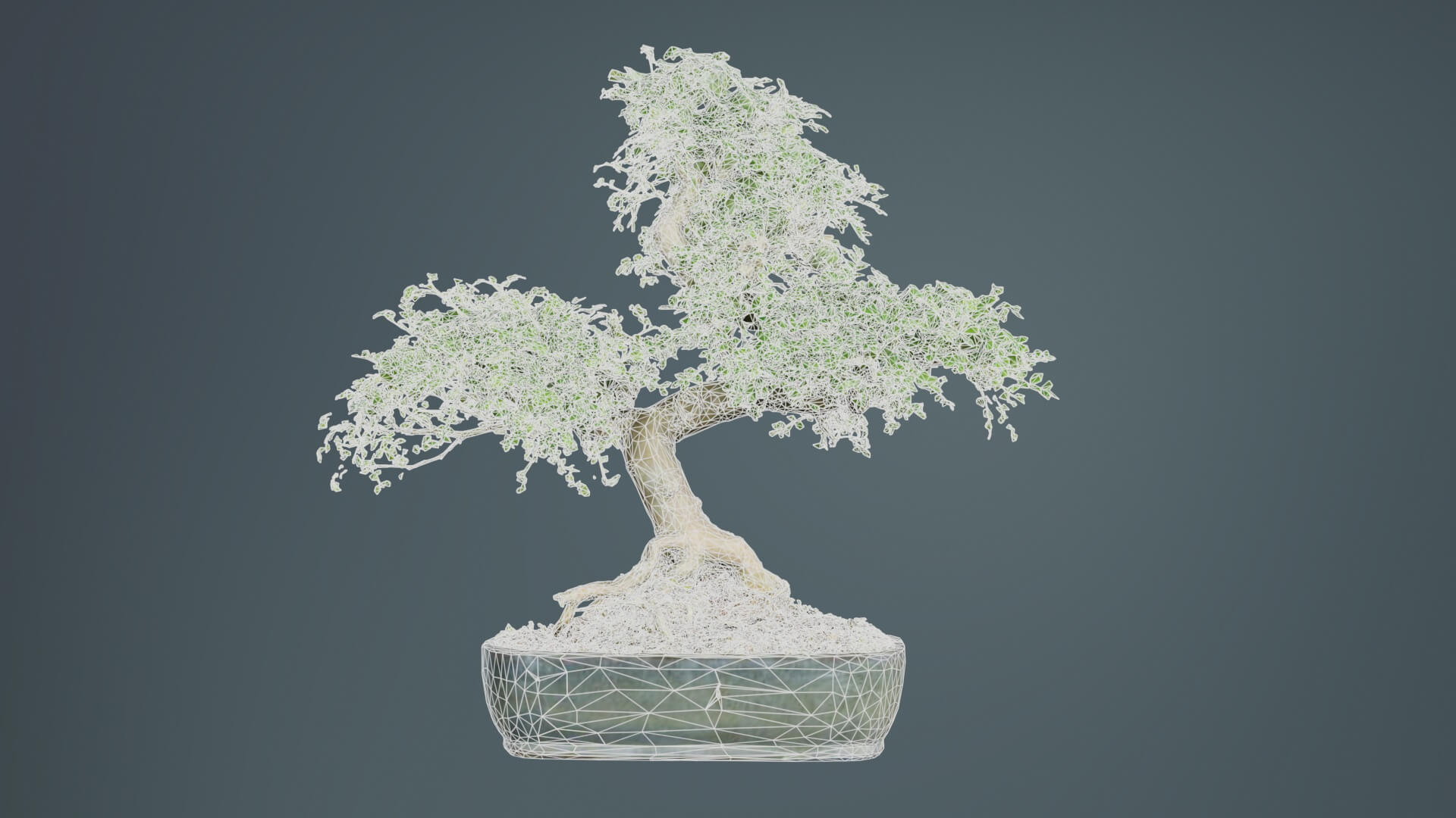 Zanthoxylum Bonsai Tree - 3D Model by Polygonal Miniatures
