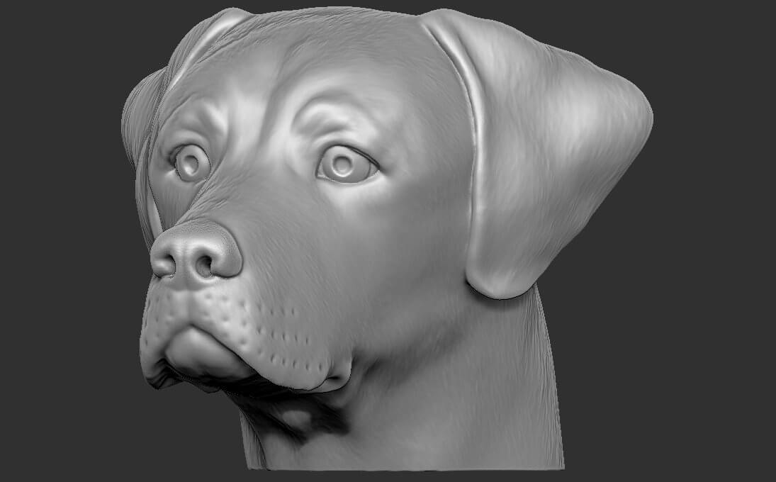 Labrador Head 3D Model by PrintedReality