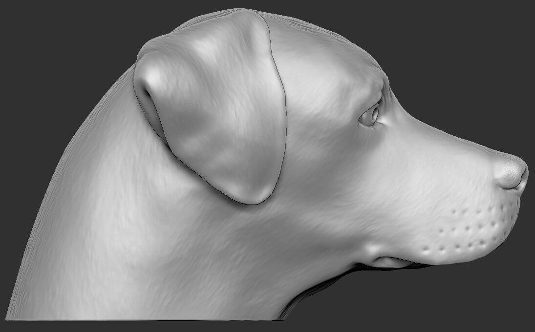 Labrador Head 3D Model by PrintedReality
