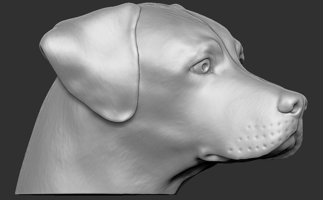 Labrador Head 3D Model by PrintedReality