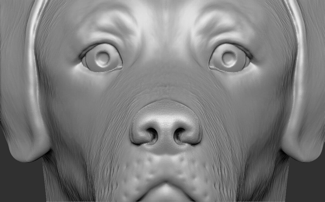 Labrador Head 3D Model by PrintedReality