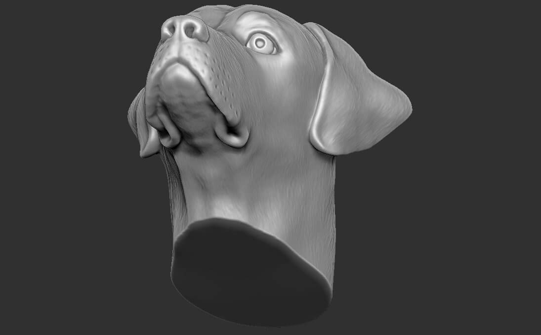 Labrador Head 3D Model by PrintedReality