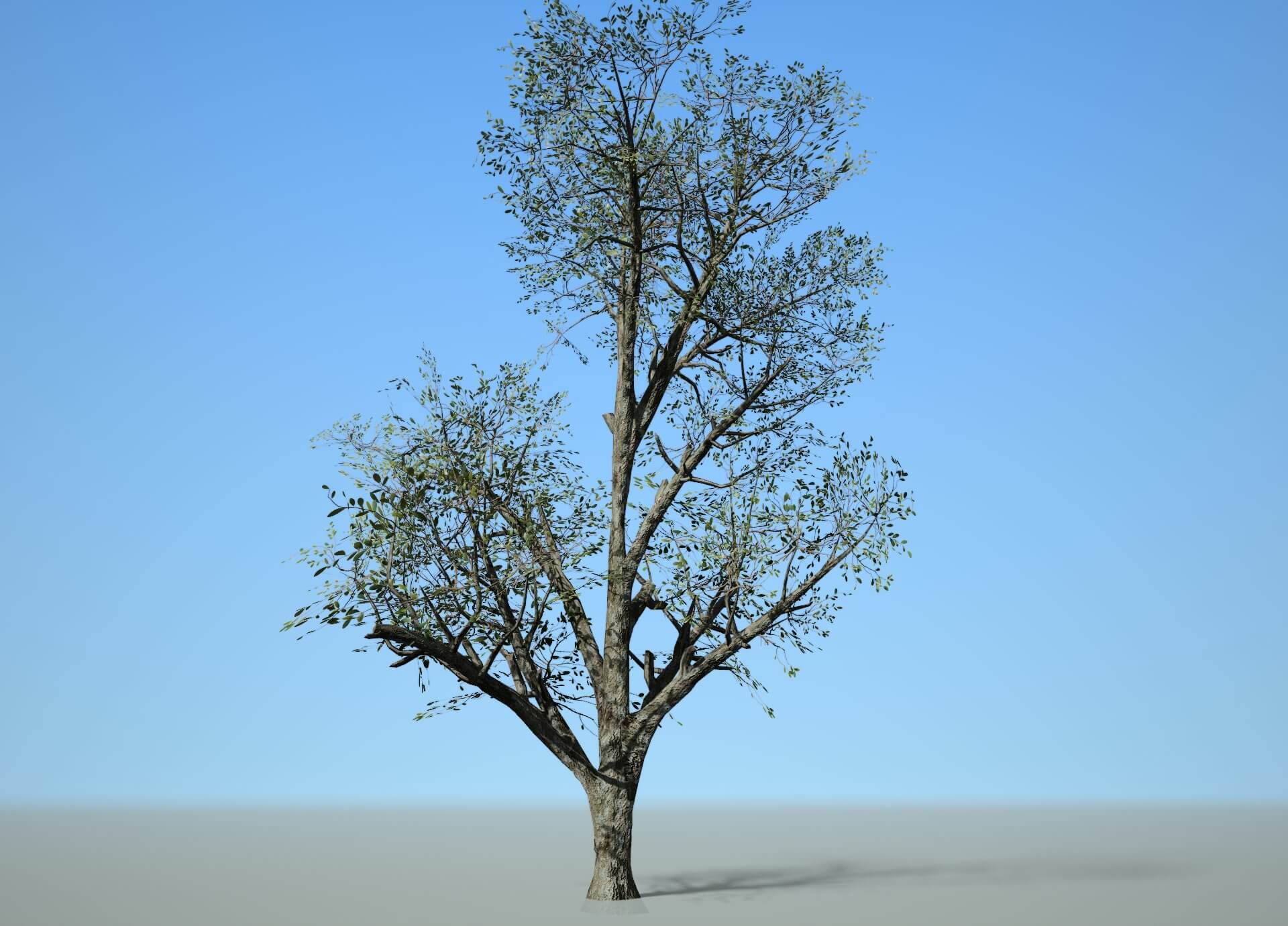 Broadleaf 001 - 3D Model by Radju