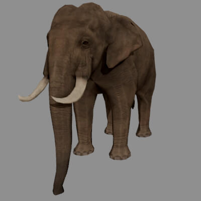 African Elephant 3D Model