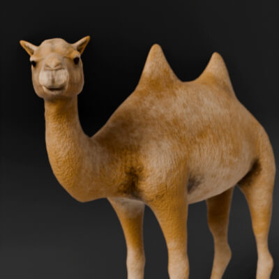 Camel 3D Model