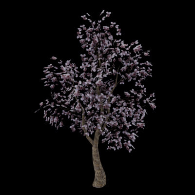 Cherry Blossom Tree 3D Free