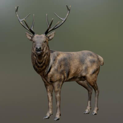 Deer 3D Model Rigged for Blender 3D