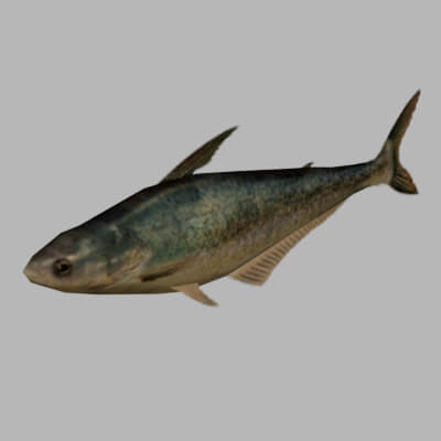 fish 3d model free