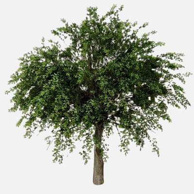 Tree 3D Model Free