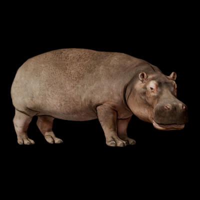 Hippo 3D Model Free