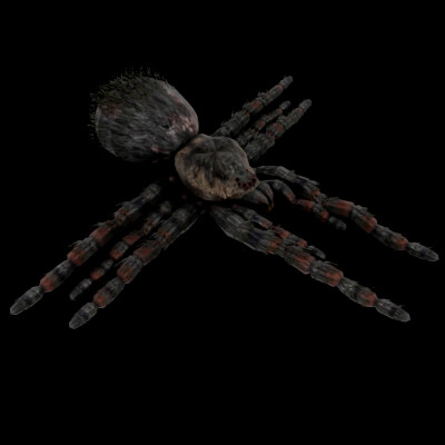 Monster Spider 3D Free