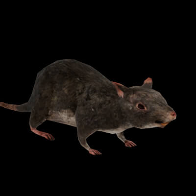 Sewer Rat 3D Free