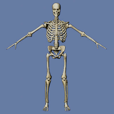Skeleton Free 3D Model