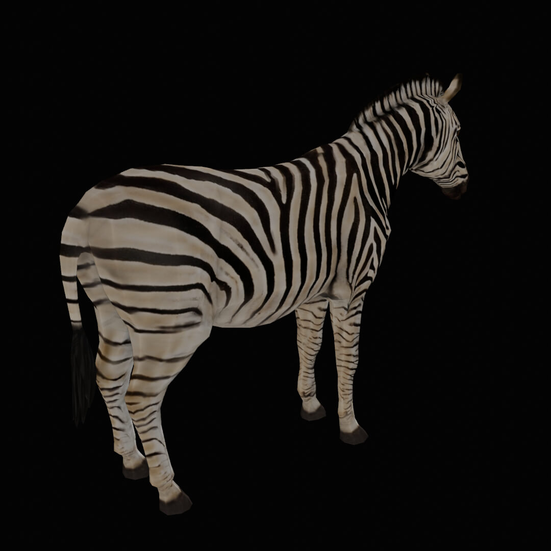 Zebra 3D Model by Rango2001