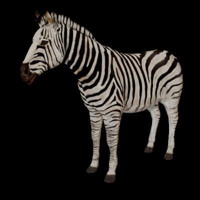 Zebra 3D Model