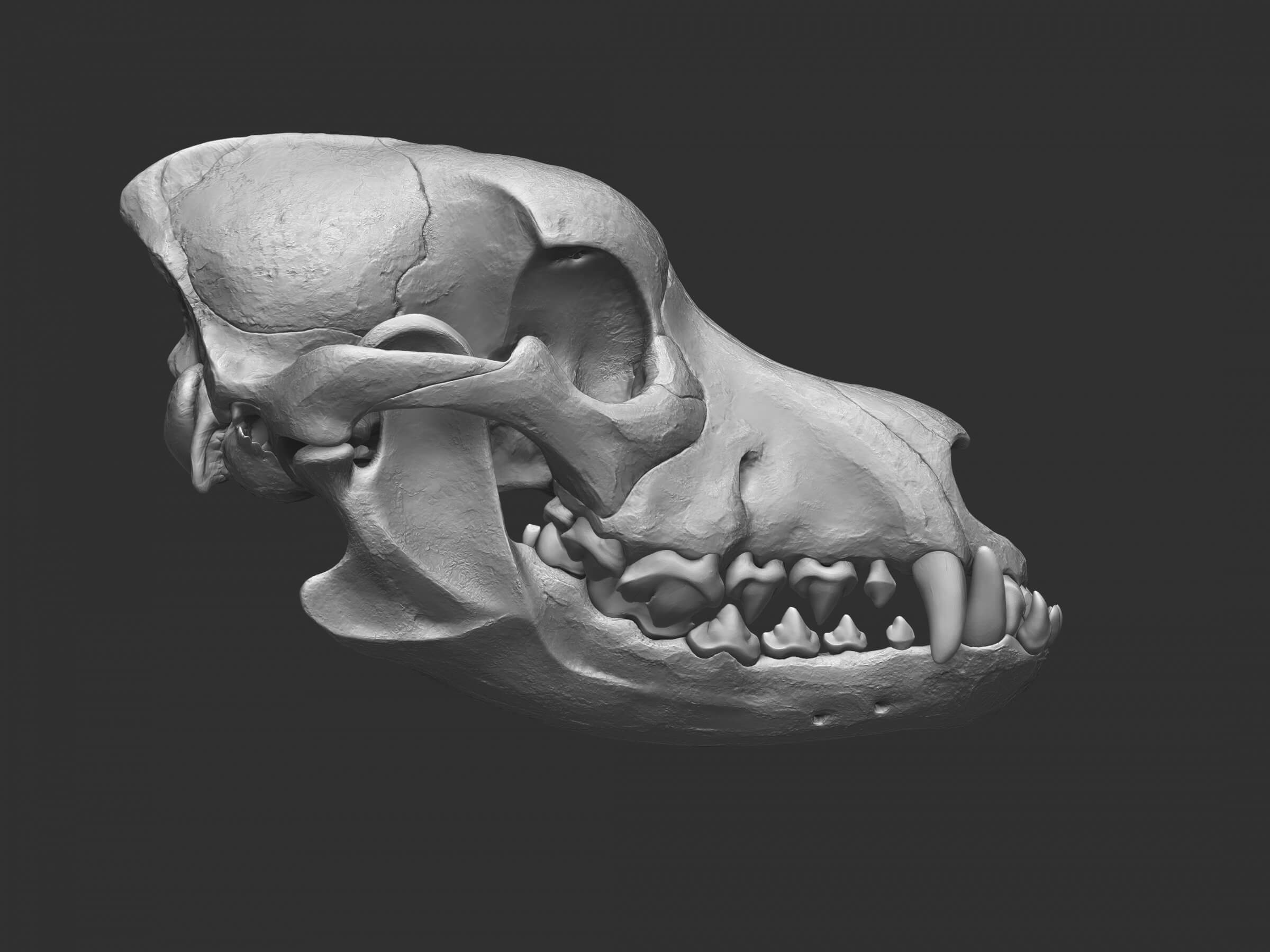 Dog Skull 3D Model by rbonnacoelho