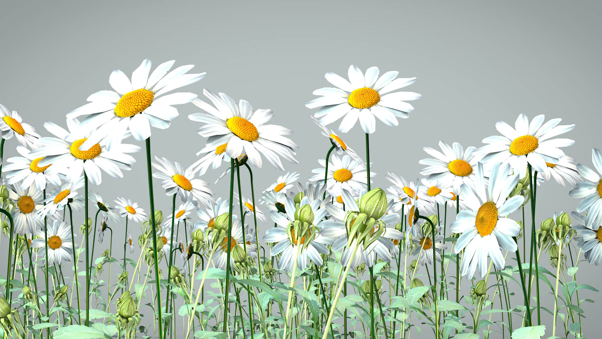 Daisy Flower Nature - 3D Model by renatodalle, image size:1920x1080