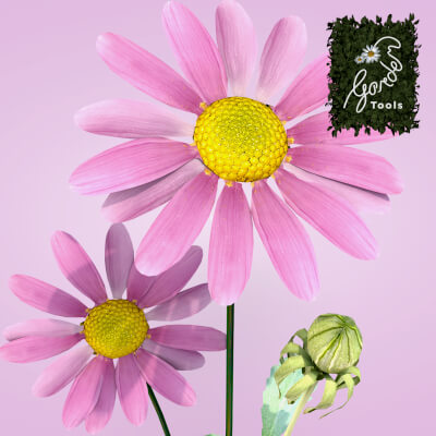 Daisy Flower Rose