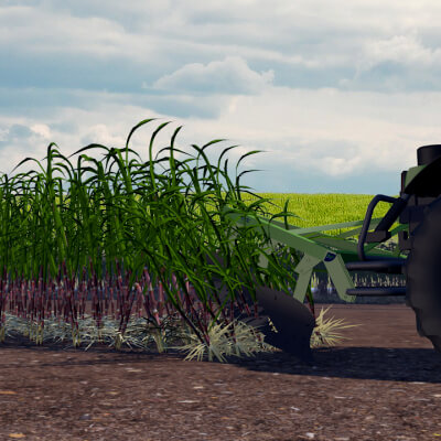 Food Sugar Cane