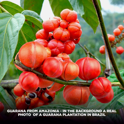 Guarana of The Amazon