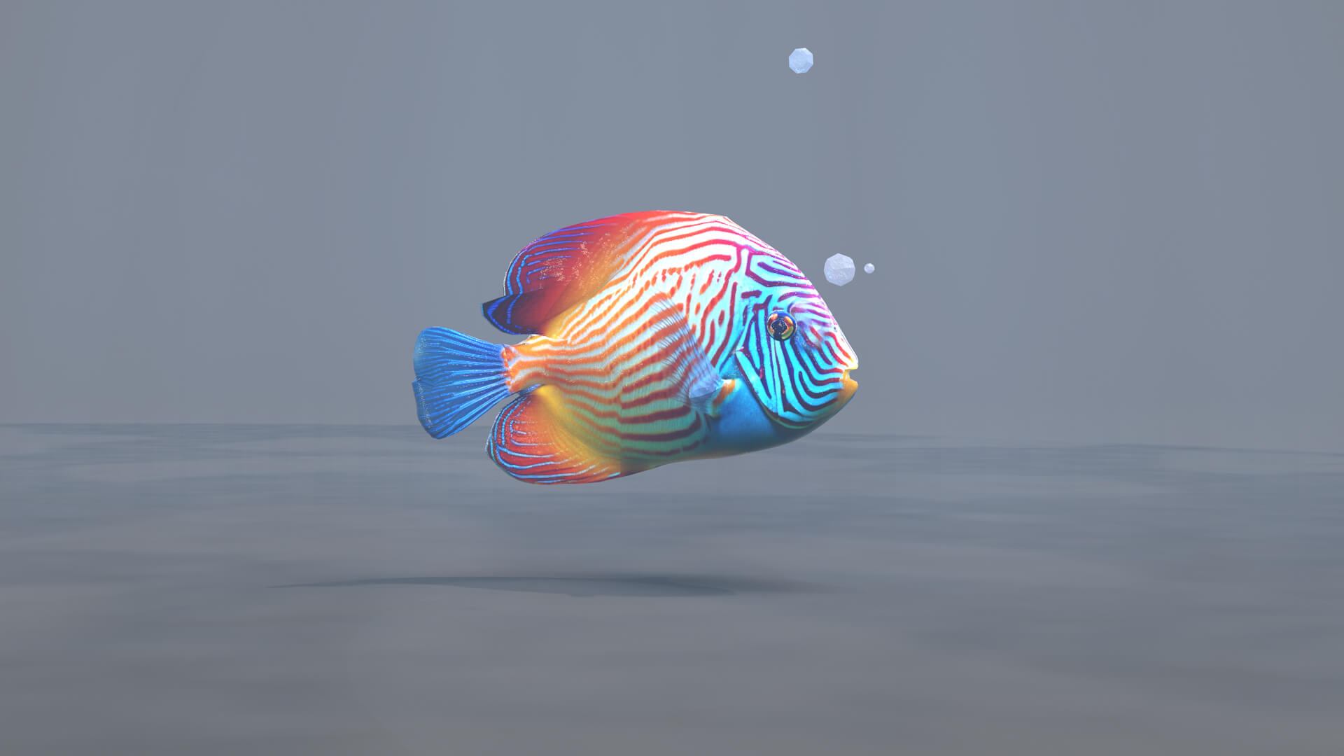 Marine Angelfish 3D Model by renatodalle