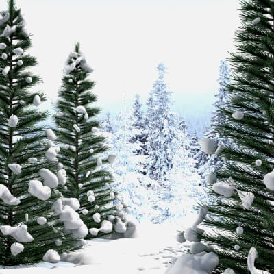 Pine Tree in The Snow by renatodalle
