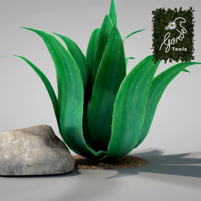 Plant Agave Family