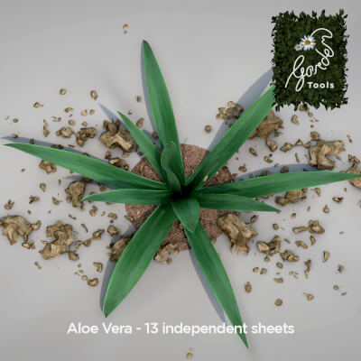 Plant Aloe Vera