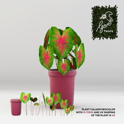 Plant Caladium Biocolor - 3D Model by renatodalle
