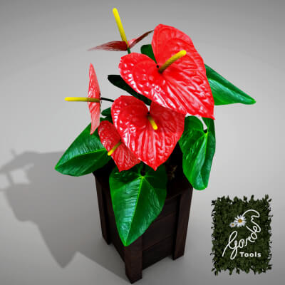 Vase Anthurium Plant