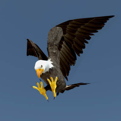 White Headed Eagle