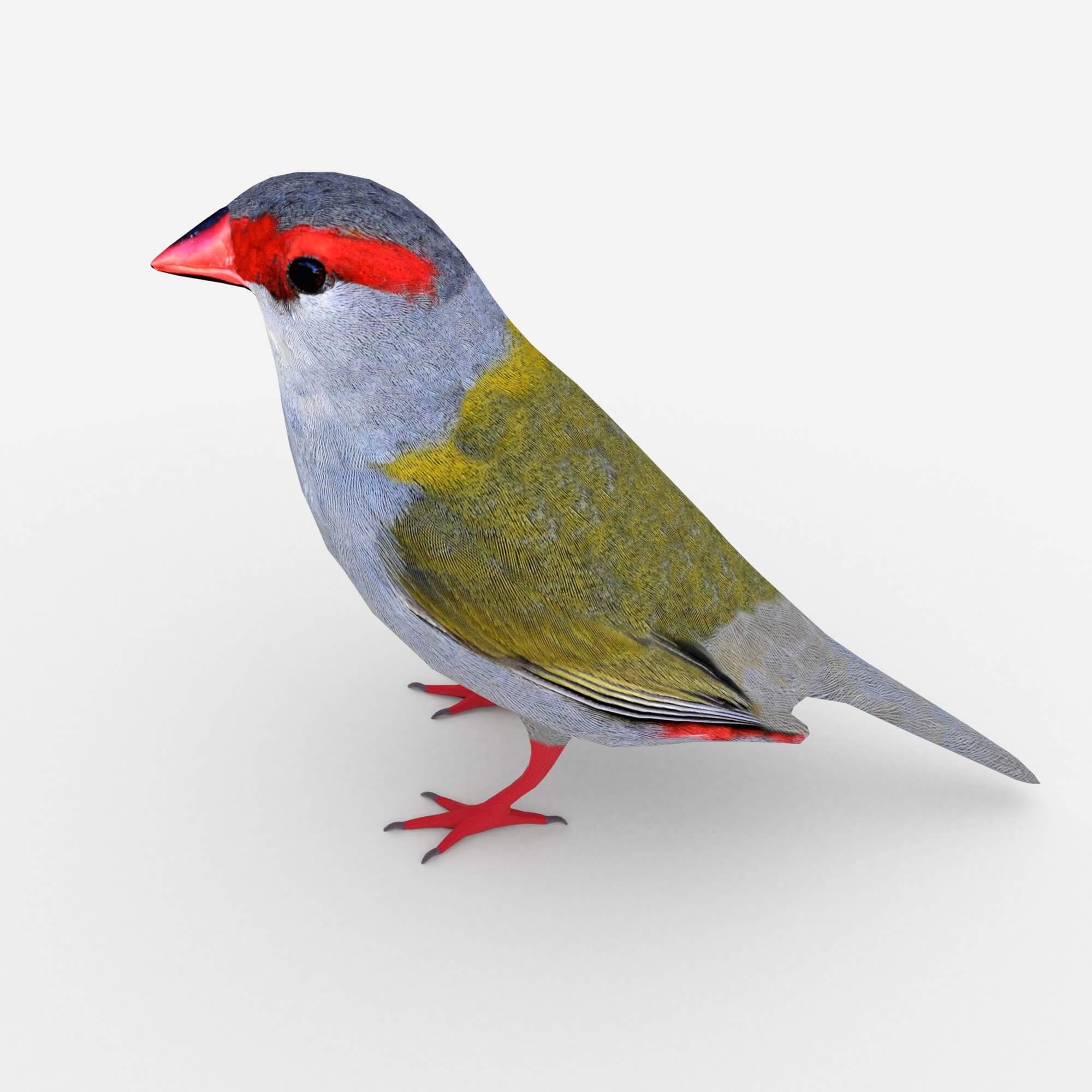 Finch 3d. Low poly 3d bird. Finch 3d. Finch 3d. Finch 3d.