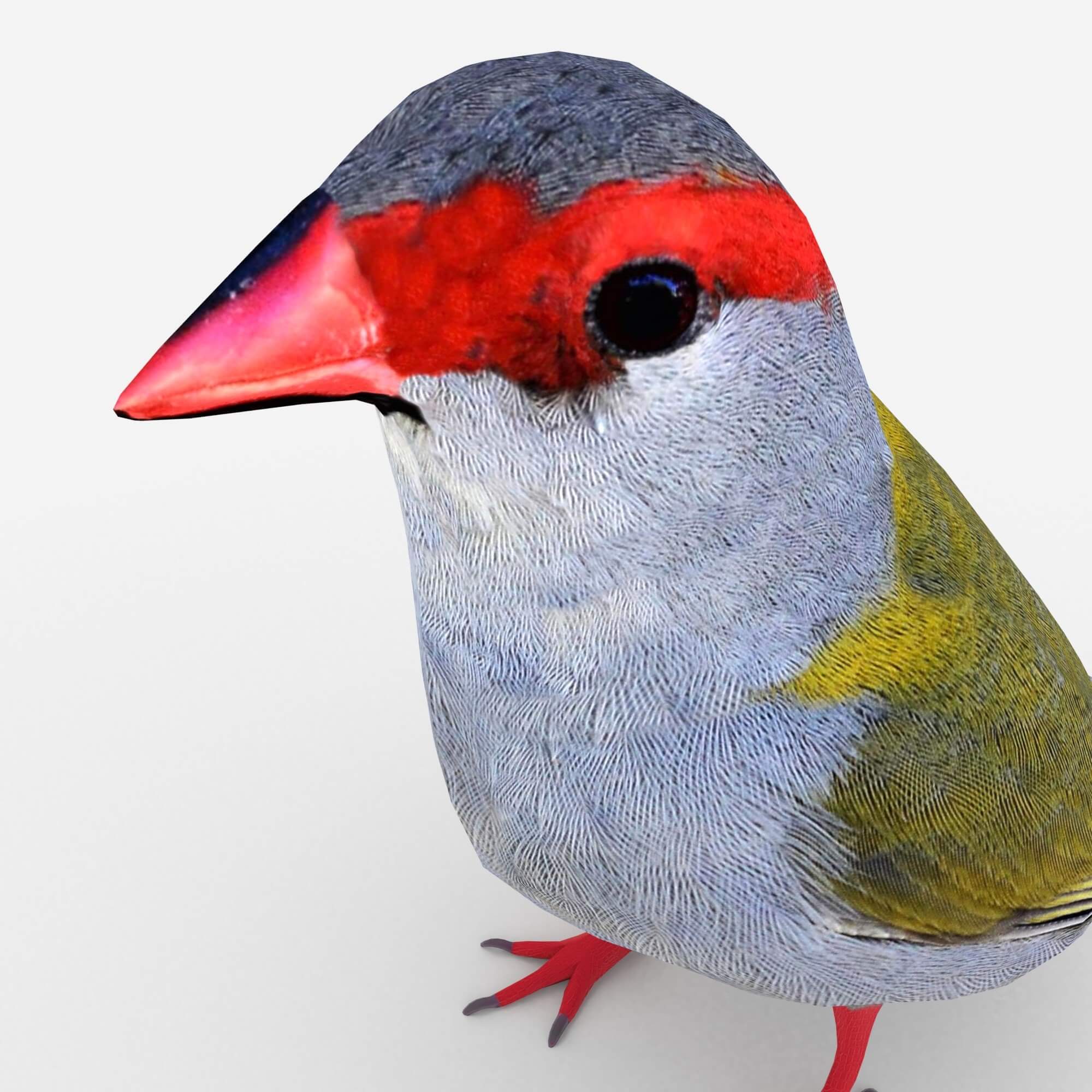 Finch 3d. Finch 3d. Low poly 3d bird. Finch 3d. Finch 3d.