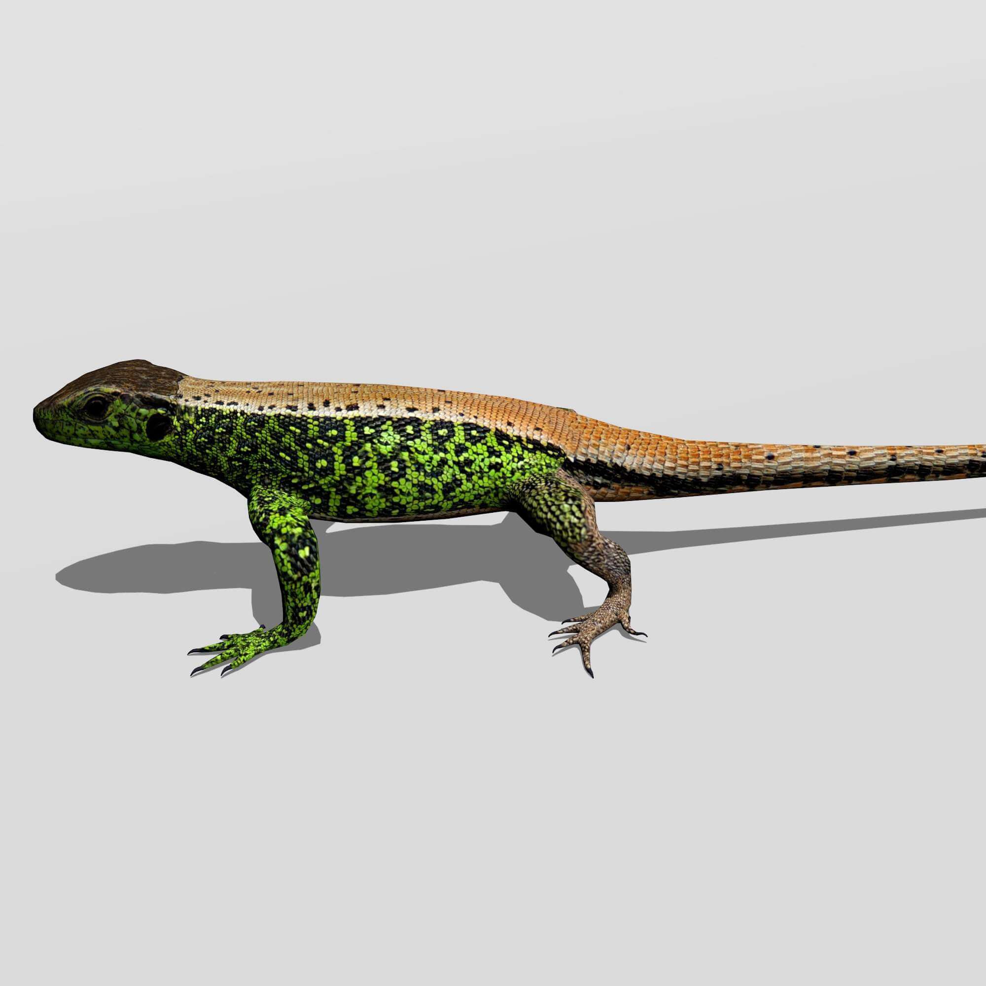 Sand Lizard (Lacerta Agilis) 3D Model by rmilushev