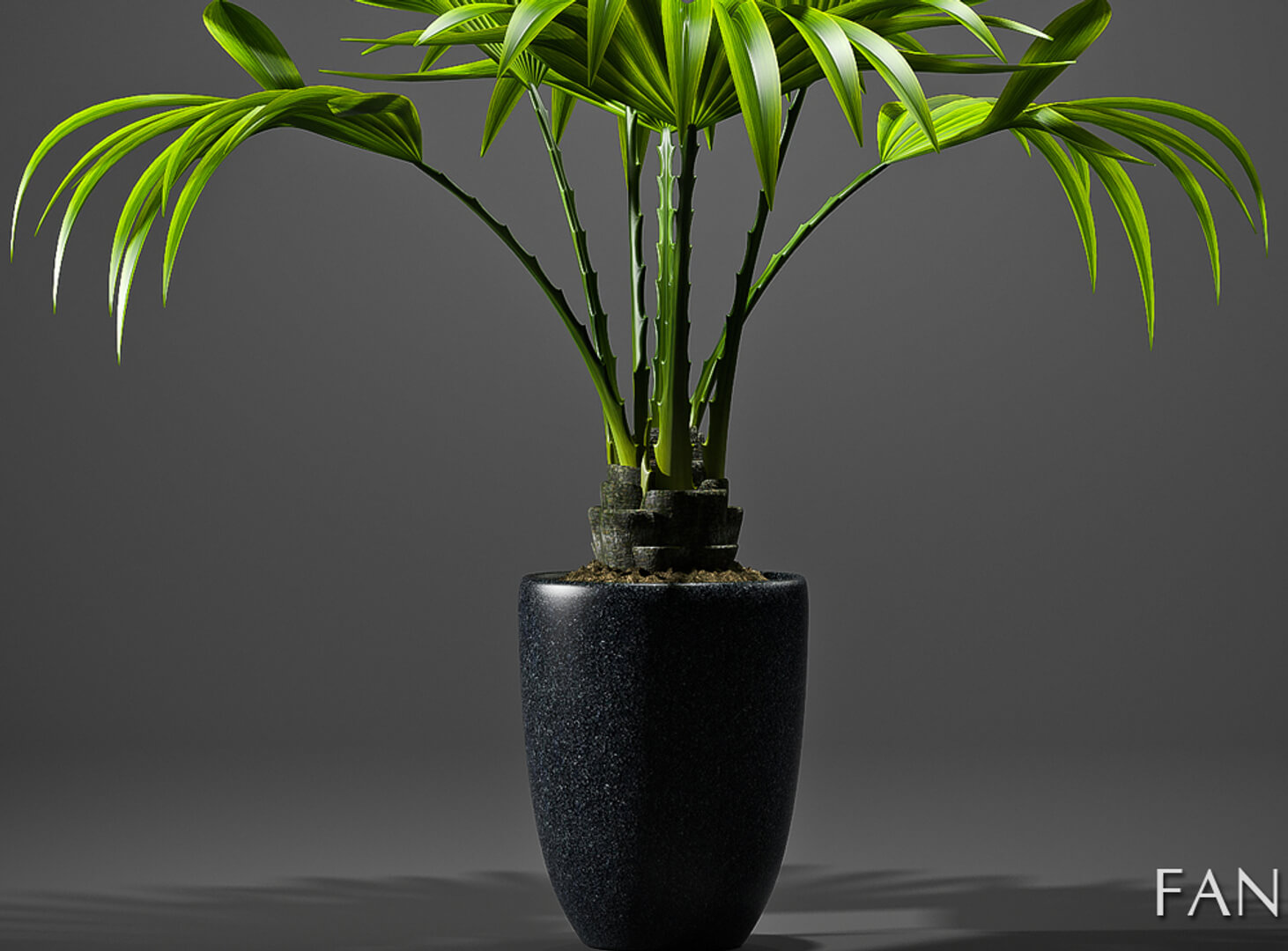 Fan Palm Tree 01 - 3D Model by sara-angel
