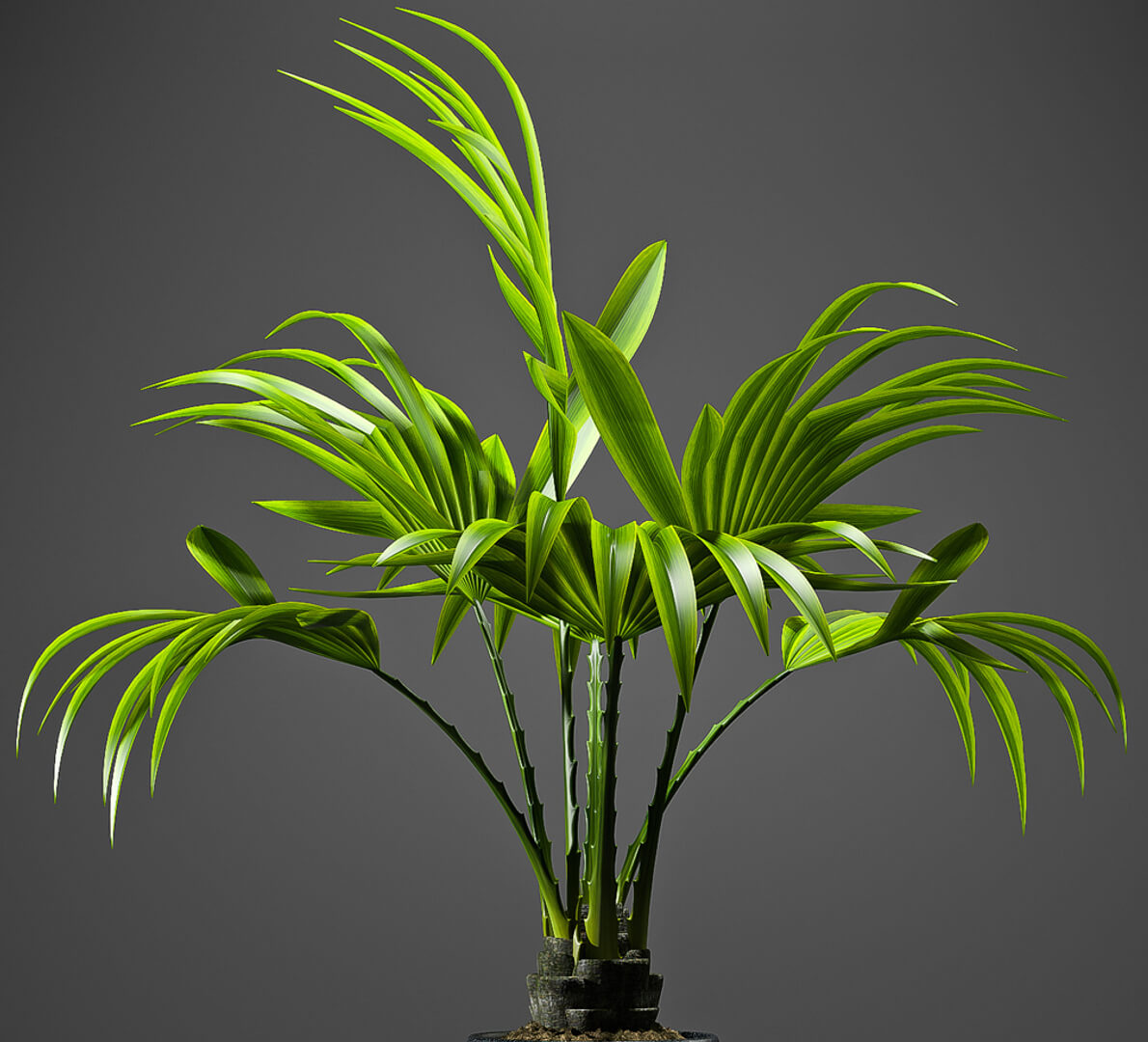 Fan Palm Tree 01 - 3D Model by sara-angel